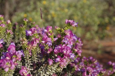 Eremophila cuneifolia, photographed by Thibaud Aronson