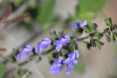 Salvia circinnata, photographed by José Belem Hernández Díaz