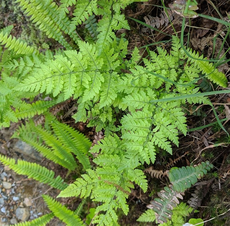 Dryopteris aemula, photographed by Brodie Cass Talbott