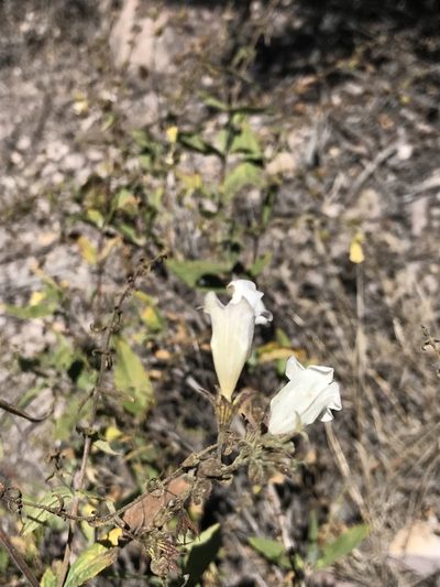 Lepechinia ganderi, photographed by Sula Vanderplank