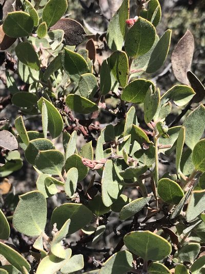 Arctostaphylos otayensis, photographed by Sula Vanderplank