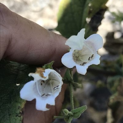 Lepechinia ganderi, photographed by Sula Vanderplank