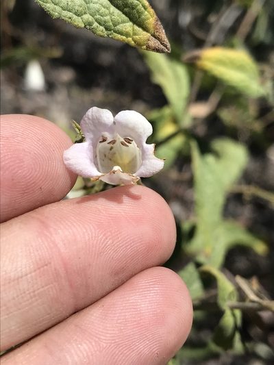 Lepechinia ganderi, photographed by Sula Vanderplank
