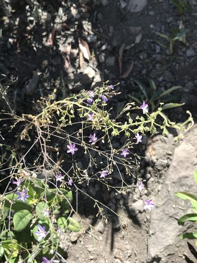 Saltugilia caruifolia, photographed by Sula Vanderplank