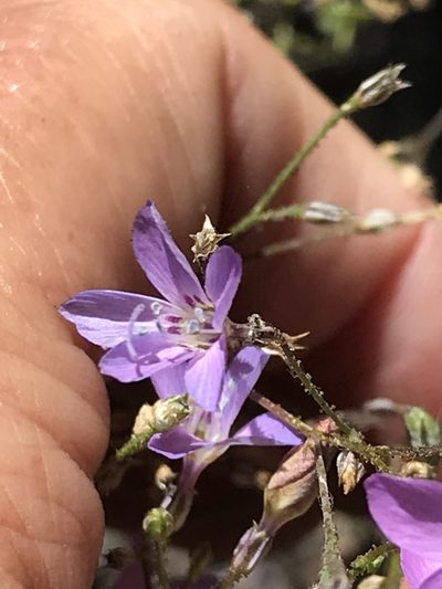 Saltugilia caruifolia, photographed by Sula Vanderplank