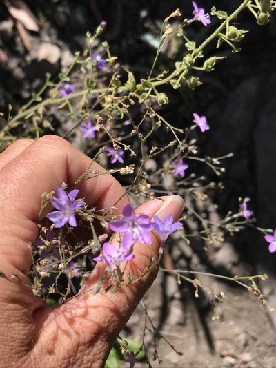 Saltugilia caruifolia, photographed by Sula Vanderplank