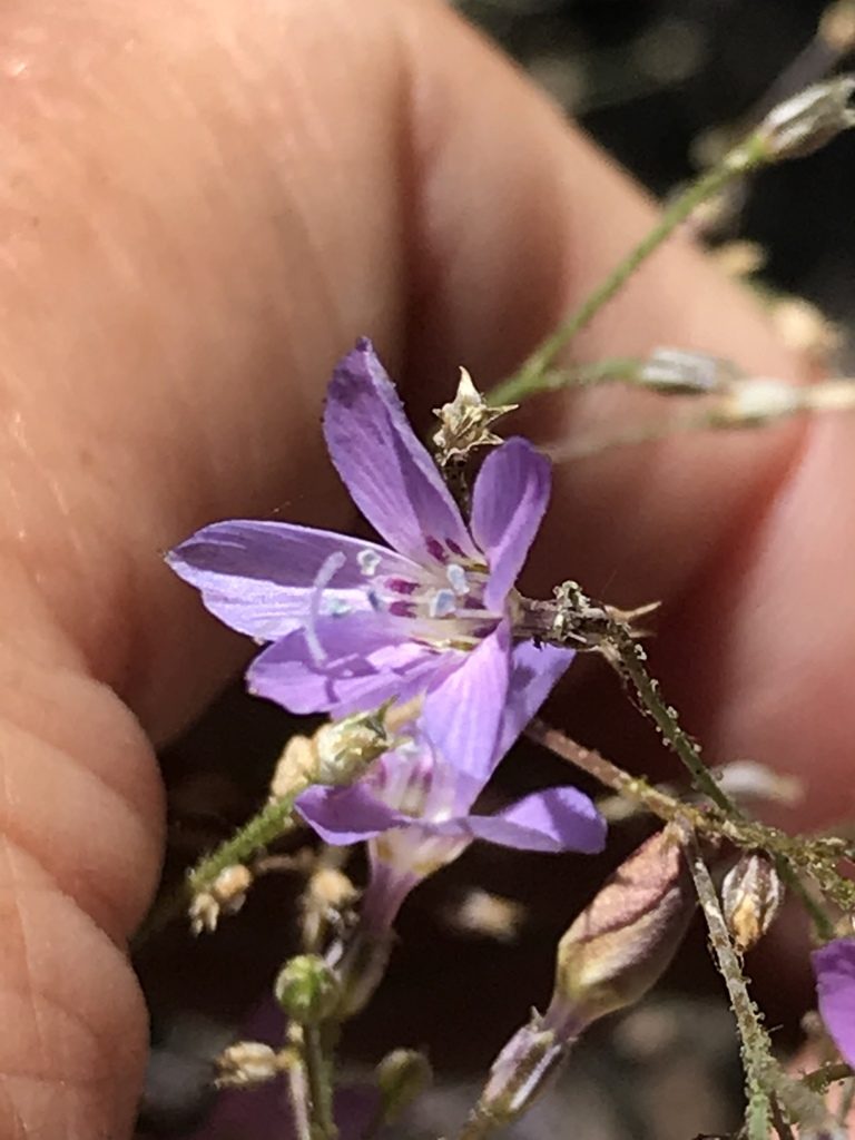 Saltugilia caruifolia, photographed by Sula Vanderplank