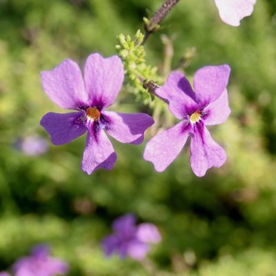 Jamesbrittenia microphylla, photographed by Di Turner