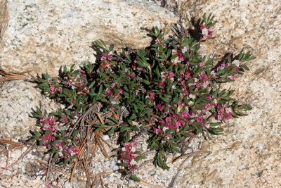 Polygonum shastense, photographed by Ken-ichi Ueda