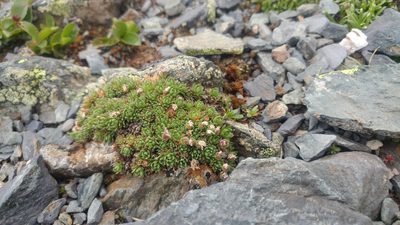 Androsace wulfeniana, photographed by Étienne Léveillé-Bourret