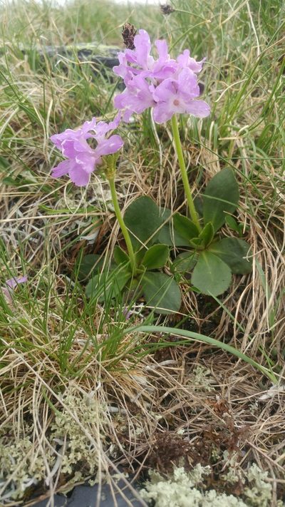 Primula villosa, photographed by Étienne Léveillé-Bourret