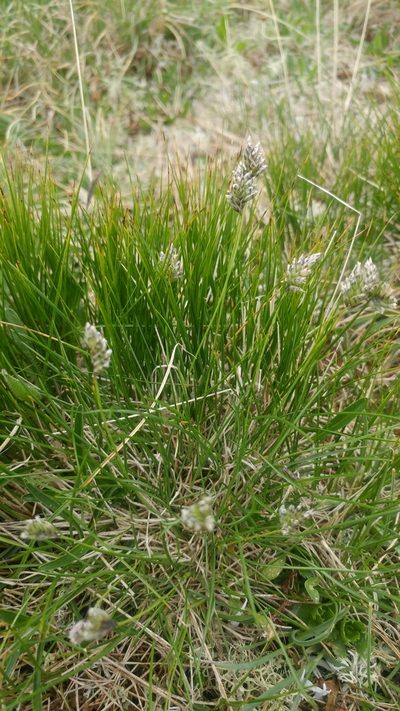 Oreochloa disticha, photographed by Étienne Léveillé-Bourret