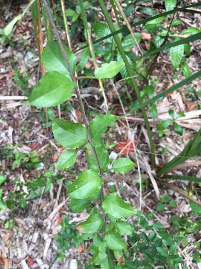 Sageretia minutiflora, photographed by Alan Weakley