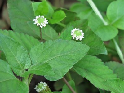 Lippia dulcis, photographed by Annika Lindqvist
