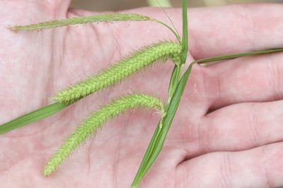 Carex gynandra, photographed by Owen Strickland
