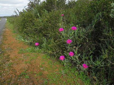 Carpobrotus quadrifidus, photographed by Jeremy Gilmore