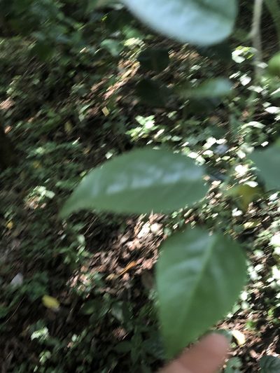 Meineckia ovata, photographed by Amelia Tauber