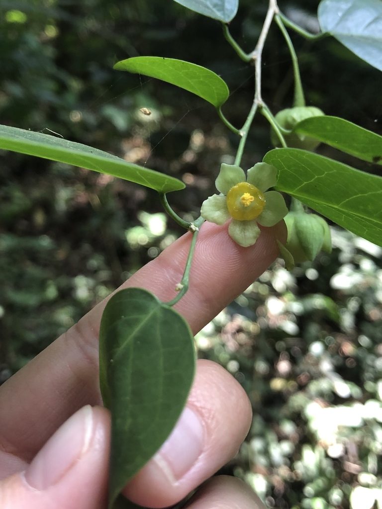 Meineckia ovata, photographed by Amelia Tauber
