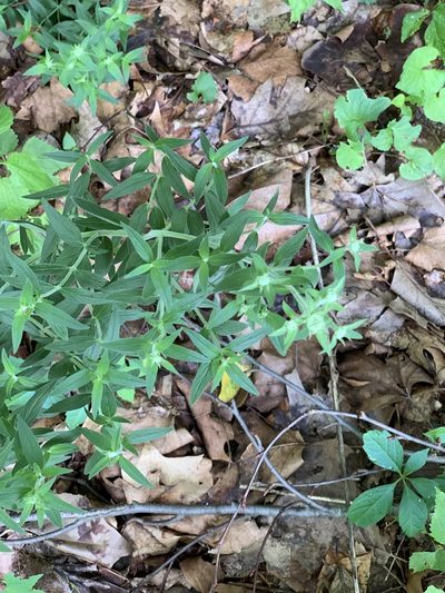 Pycnanthemum verticillatum, photographed by Sandy Wolkenberg