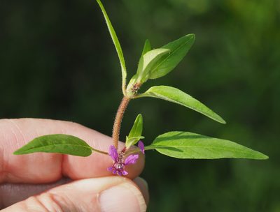 Cuphea viscosissima, photographed by mefisher