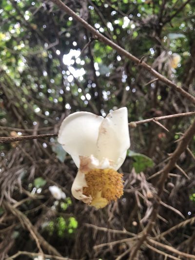 Oncoba spinosa, photographed by Amelia Tauber