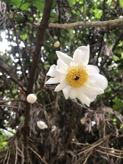 Oncoba spinosa, photographed by Amelia Tauber