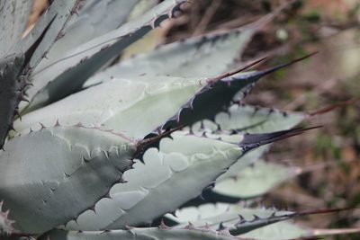 Agave applanata, photographed by José Belem Hernández Díaz