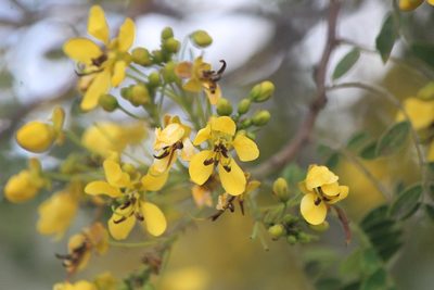 Senna polyantha, photographed by José Belem Hernández Díaz