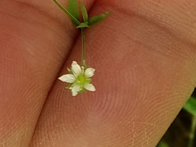 Arenaria lanuginosa, photographed by Michele Jones