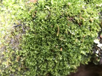 Riccardia palmata, photographed by Andrew Melton
