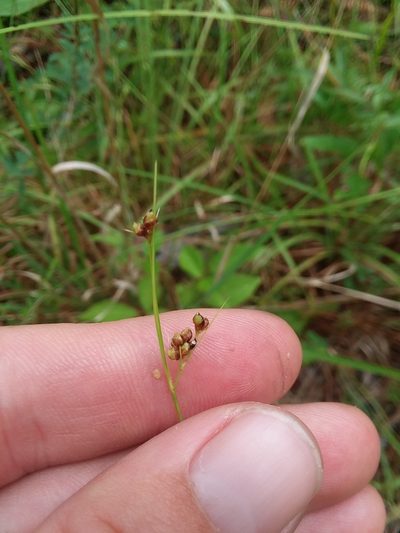 Rhynchospora harveyi, photographed by Will McFarland
