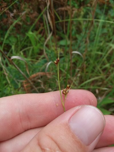 Rhynchospora harveyi, photographed by Will McFarland