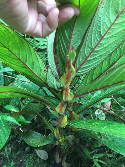 Columnea rubriacuta, photographed by tlaloc27