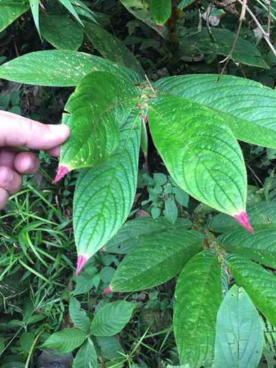 Columnea rubriacuta, photographed by tlaloc27