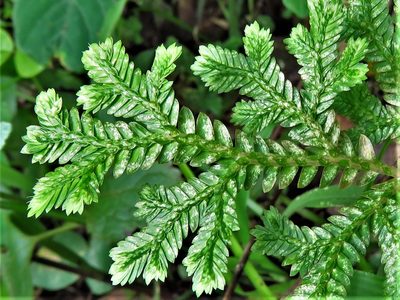 Selaginella stenophylla, photographed by Annika Lindqvist