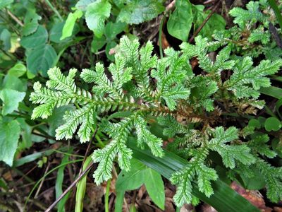 Selaginella stenophylla, photographed by Annika Lindqvist