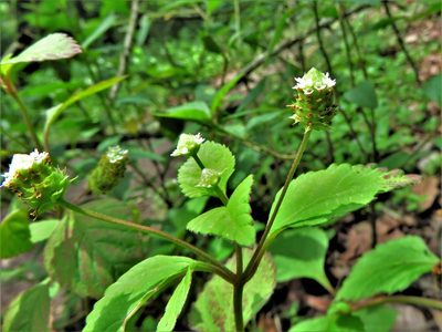 Lippia dulcis, photographed by Annika Lindqvist