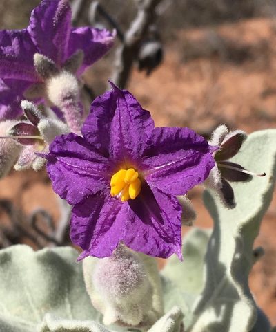 Solanum lasiophyllum, photographed by desertnaturalist