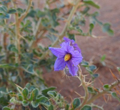 Solanum diversiflorum, photographed by desertnaturalist