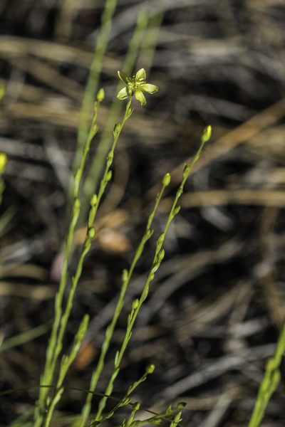 Linum neomexicanum, photographed by Craig Martin