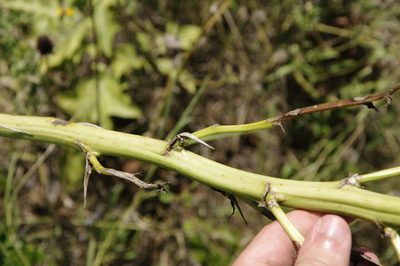 Yucca necopina, photographed by Eric Knight