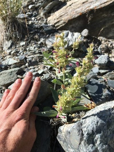 Penstemon monoensis, photographed by Martin Purdy