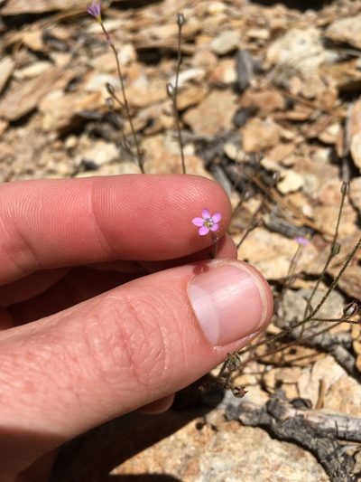 Gilia ophthalmoides, photographed by Martin Purdy
