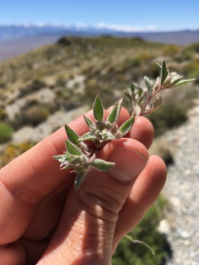Loeseliastrum depressum, photographed by Martin Purdy