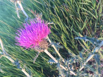 Cirsium flodmanii, photographed by Rowan Fehr