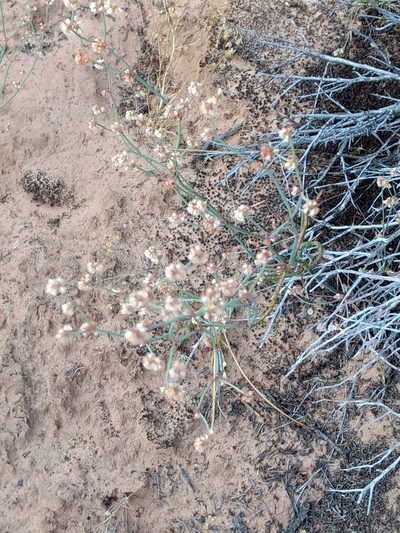 Eriogonum davidsonii, photographed by Michele Jones