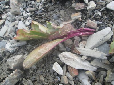 Senecio neowebsteri, photographed by Nolan Exe
