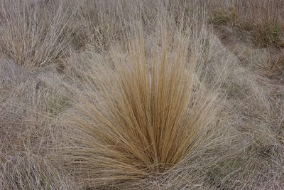 Festuca novae-zelandiae, photographed by John Barkla
