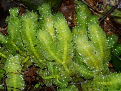 Schistochila nobilis, photographed by Leon Perrie