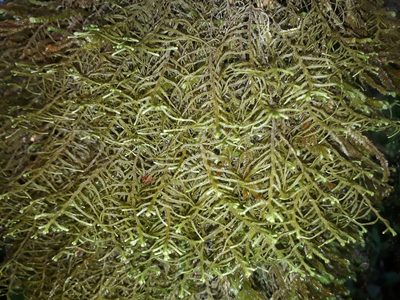 Dendromastigophora flagellifera, photographed by Leon Perrie